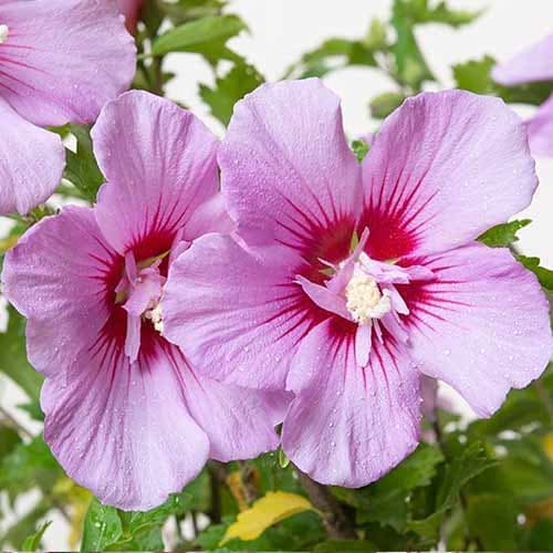 Hibisco (Syriana syriaca) Maike, P9 interface.image 1 interface.art 9667