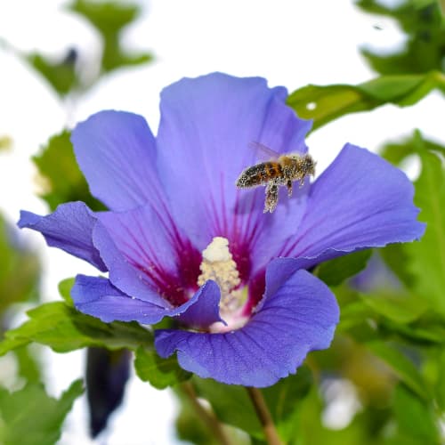 Hibisco (hibisco sírio) Oiseau Bleu interface.art foto 1 Hibisco (hibisco sírio) Oiseau Bleu interface.image 1 interface.art 4047