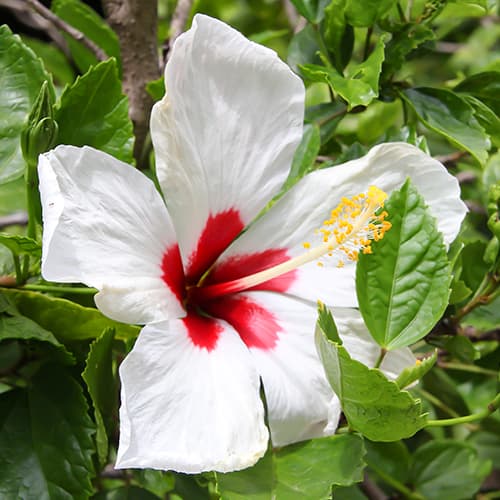 Hibisco (Syriana syriaca) Red heart, P9 interface.art foto 1 Hibisco (Syriana syriaca) Red heart, P9 interface.image 1 interface.art 9022