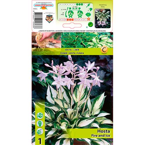 Hosta Fire and Ice interface.art foto 1 Hosta Fire and Ice interface.image 1 interface.art 76276
