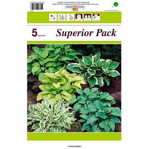 Hosta Mixed interface.art foto 1 Hosta Mixed interface.image 1 interface.art 76460