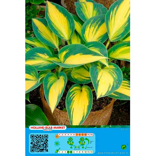 Hosta Remember Me interface.art foto 1 Hosta Remember Me interface.image 1 interface.art 76461