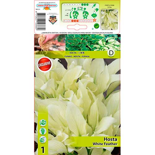 Hosta White Feather interface.art foto 1 Hosta White Feather interface.image 1 interface.art 76619
