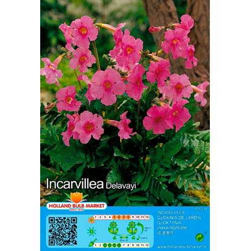 Incarvillea Delavayi interface.art foto 1 Incarvillea Delavayi interface.image 1 interface.art 76462