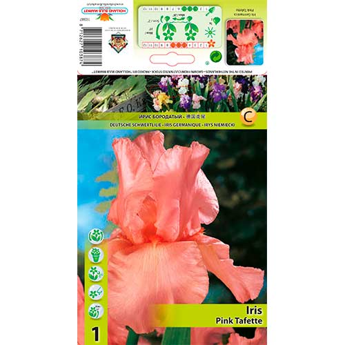 Íris barbuda Pink Tafette interface.art foto 1 Íris barbuda Pink Tafette interface.image 1 interface.art 76291