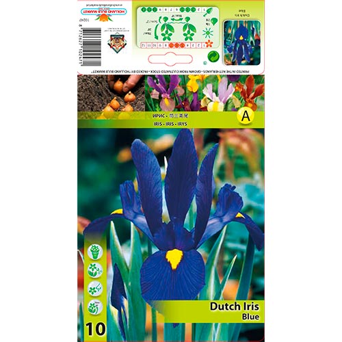 Íris Holandesa Blue interface.image 1 interface.art 67602