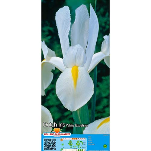 Íris Holandesa White interface.art foto 1 Íris Holandesa White interface.image 1 interface.art 68126
