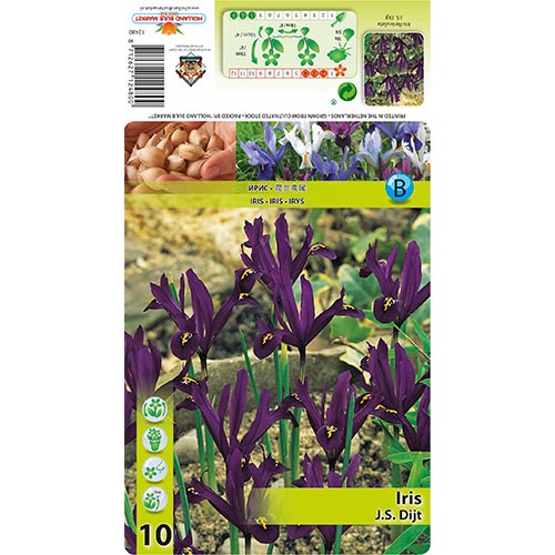 Iris Reticulada J.S. Dijt interface.art foto 1 Iris Reticulada J.S. Dijt interface.image 1 interface.art 70225
