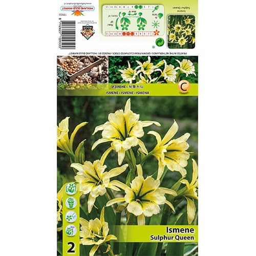 Ísmene Sulphur Queen interface.art foto 1 Ísmene Sulphur Queen interface.image 1 interface.art 77829