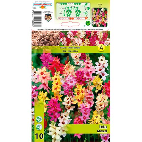 Ixia (Corn Lily) Mixed interface.art foto 1 Ixia (Corn Lily) Mixed interface.image 1 interface.art 76295
