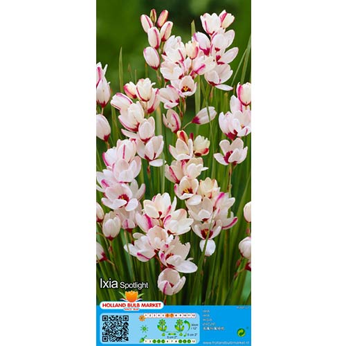 Ixia (Corn Lily) Spotlight interface.art foto 1 Ixia (Corn Lily) Spotlight interface.image 1 interface.art 76296