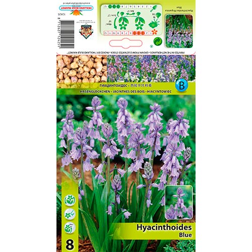 Hyacinthoides Hisp. Blue interface.art foto 1 Hyacinthoides Hisp. Blue interface.image 1 interface.art 67367