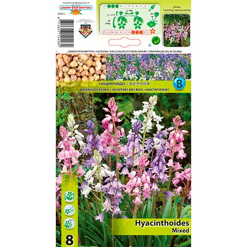 Hyacinthoides Hisp. Mixed interface.art foto 1 Hyacinthoides Hisp. Mixed interface.image 1 interface.art 67368