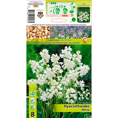 Hyacinthoides Hisp. White interface.art foto 1 Hyacinthoides Hisp. White interface.image 1 interface.art 67370