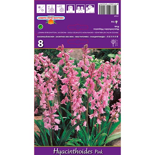 Hyacinthoides Pink interface.art foto 1 Hyacinthoides Pink interface.image 1 interface.art 70208