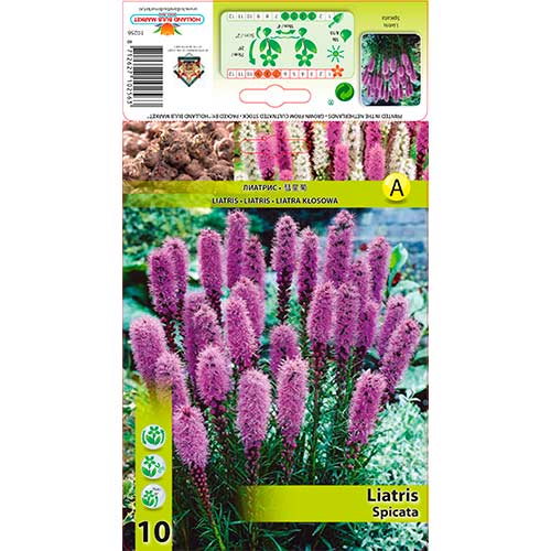 Liatris Spicata interface.art foto 1 Liatris Spicata interface.image 1 interface.art 76300