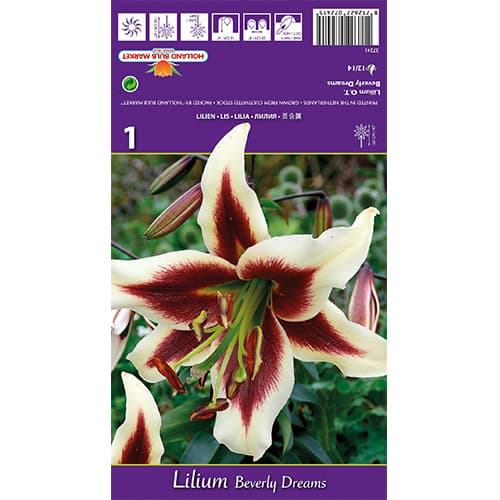 Lírio Beverly Dreams interface.art foto 1 Lírio Beverly Dreams interface.image 1 interface.art 77840