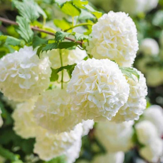 Lírio coral Roseum, P9 interface.image 1 interface.art 9048