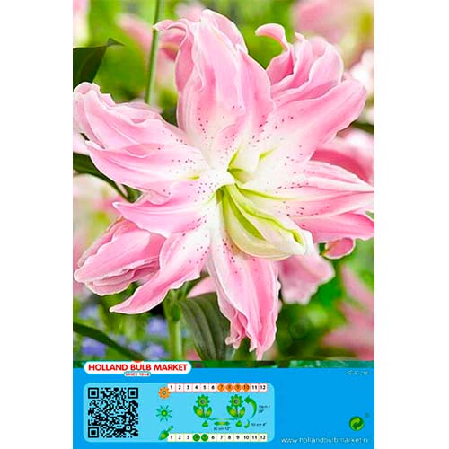 Lírio Lotus Elegance interface.art foto 1 Lírio Lotus Elegance interface.image 1 interface.art 76663