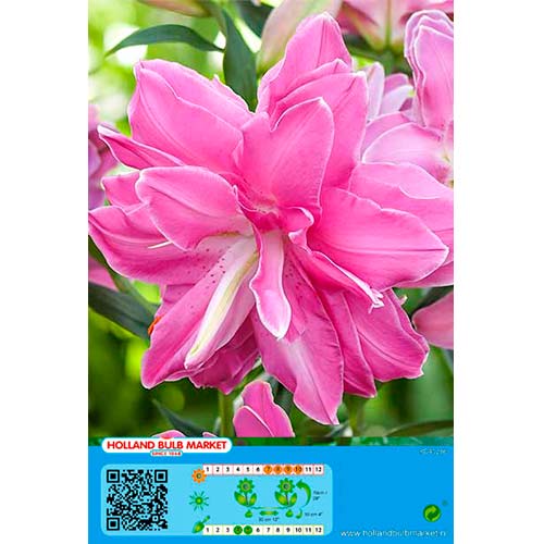 Lírio Lotus Wonder interface.art foto 1 Lírio Lotus Wonder interface.image 1 interface.art 76665