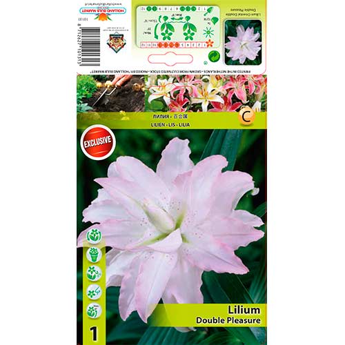 Lily (Lilium) Double Pleasure interface.art foto 1 Lily (Lilium) Double Pleasure interface.image 1 interface.art 76306