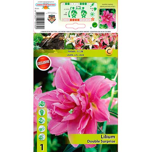 Lily (Lilium) Double Surprise interface.art foto 1 Lily (Lilium) Double Surprise interface.image 1 interface.art 76307