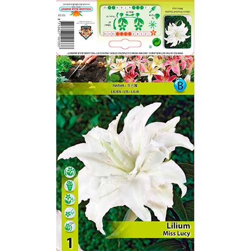 Lily (Lilium) Asiatic Miss Lucy interface.image 1 interface.art 76316