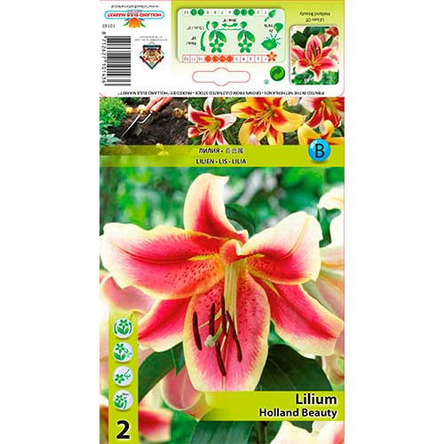 Lily (Lilium) Holland Beauty interface.art foto 1 Lily (Lilium) Holland Beauty interface.image 1 interface.art 76310