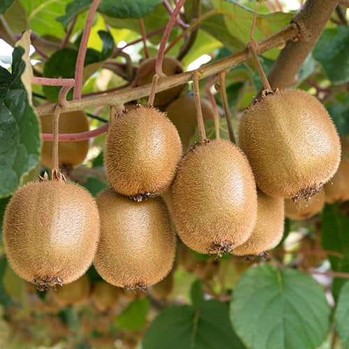 Mini kiwi (Actinidia) Jenny interface.art foto 1 Mini kiwi (Actinidia) Jenny interface.image 1 interface.art 9239