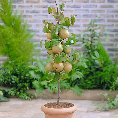 mini Pereira GardenPearl®, C2 interface.image 1 interface.art 1646