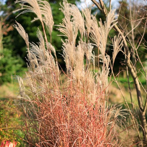 Miscanthus chinês Little Miss interface.art foto 1 Miscanthus chinês Little Miss interface.image 1 interface.art 5868