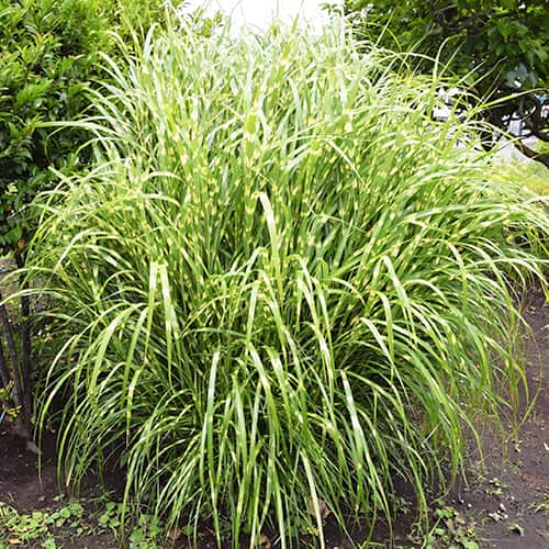 Miscanthus Zebrinus chinês interface.art foto 1 Miscanthus Zebrinus chinês interface.image 1 interface.art 5658
