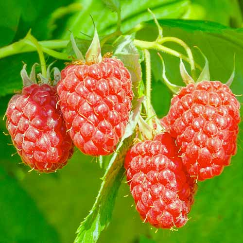 Amora - framboesa Loganberry interface.art foto 1 Amora - framboesa Loganberry interface.image 1 interface.art 7509