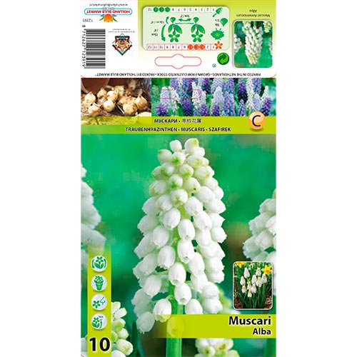 Muscari Alba interface.art foto 1 Muscari Alba interface.image 1 interface.art 70277