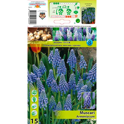 Muscari Armeniacum interface.art foto 1 Muscari Armeniacum interface.image 1 interface.art 67637