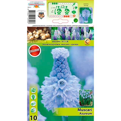 Muscari Azureum interface.art foto 1 Muscari Azureum interface.image 1 interface.art 67635