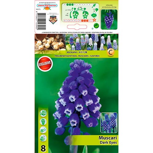 Muscari Dark Eyes interface.art foto 1 Muscari Dark Eyes interface.image 1 interface.art 67401
