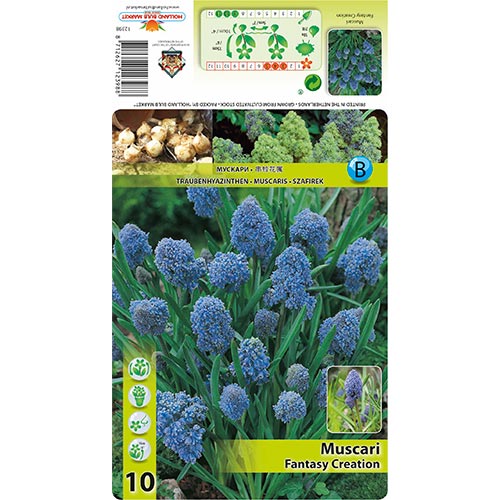 Muscari Fantasy Creation interface.art foto 1 Muscari Fantasy Creation interface.image 1 interface.art 67402