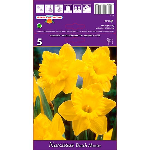 Narcissus Dutch Master interface.image 1 interface.art 67647