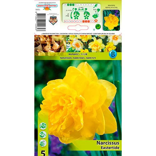 Narcissus Eastertide interface.art foto 1 Narcissus Eastertide interface.image 1 interface.art 70280