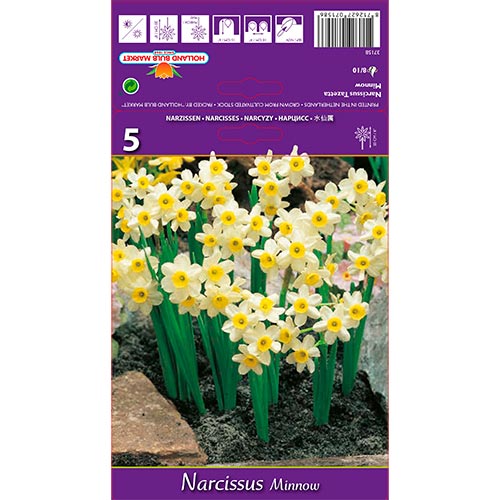 Narcissus Minnow interface.image 1 interface.art 67652