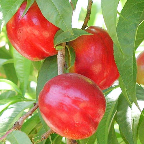 Nectarina Aeris, С2 interface.art foto 1 Nectarina Aeris, С2 interface.image 1 interface.art 6935