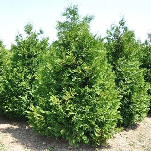 Ouriço-cacheiro-ocidental (Thuja) Brabant, Р9 interface.art foto 1 Ouriço-cacheiro-ocidental (Thuja) Brabant, Р9 interface.image 1 interface.art 9412