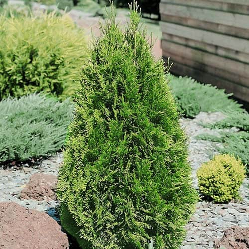 Ouriço-cacheiro (Thuja) Smaragd, Р9 interface.art foto 1 Ouriço-cacheiro (Thuja) Smaragd, Р9 interface.image 1 interface.art 9415