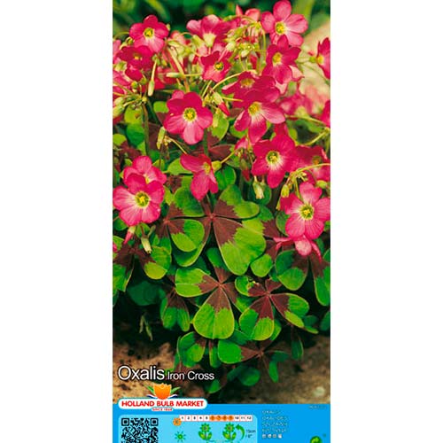 Oxalis Deppei Iron Cross interface.image 1 interface.art 67671