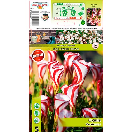 Oxalis Versicolor interface.image 1 interface.art 67440