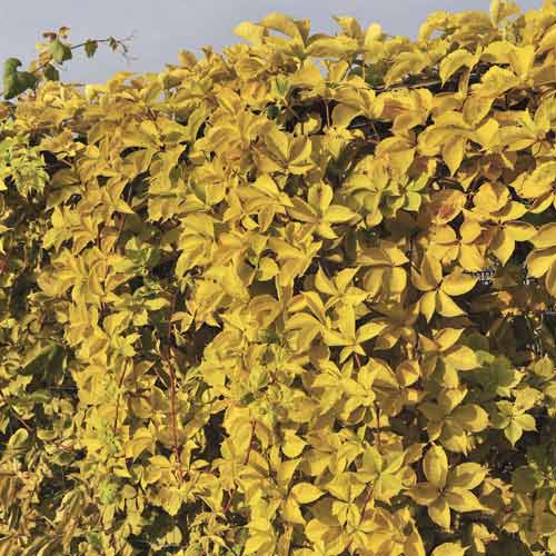 Madressilva de folhas suaves Yellow Wall PBR interface.art foto 1 Madressilva de folhas suaves Yellow Wall PBR interface.image 1 interface.art 8233
