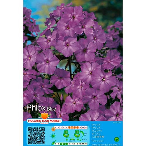 Phlox Blue interface.art foto 1 Phlox Blue interface.image 1 interface.art 76489