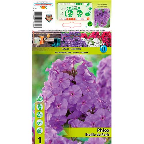 Phlox Paniculata Etoille de Paris interface.art foto 1 Phlox Paniculata Etoille de Paris interface.image 1 interface.art 76347