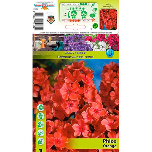 Phlox Paniculata Orange interface.art foto 1 Phlox Paniculata Orange interface.image 1 interface.art 76617